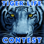 TSU Tiger Life Contest channel